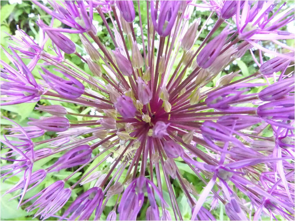 Photocraft Camera Club - Allium by Geoff N