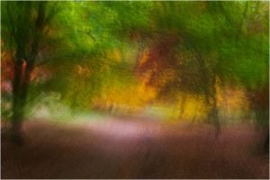 Photocraft Camera Club - Autumn Movement by Brian C
