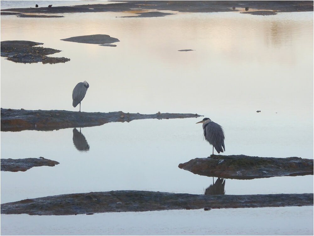 Photocraft Camera Club - Beddington Wetlands by Geoff N