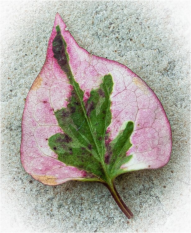 Photocraft Camera Club - Fallen Leaf by Barbara A
