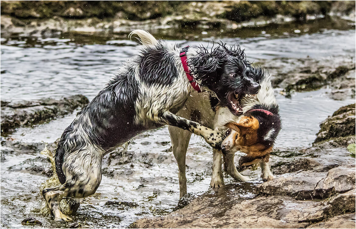 Photocraft Camera Club - Fighting dogs by Mandy B