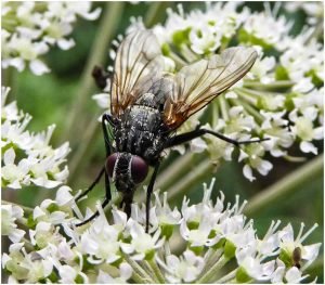 Photocraft Camera Club - Flower Fly Feast! by Alan M