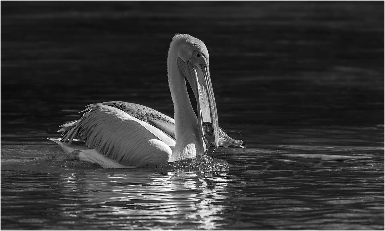 Photocraft Camera Club - Pelican by Roshan R