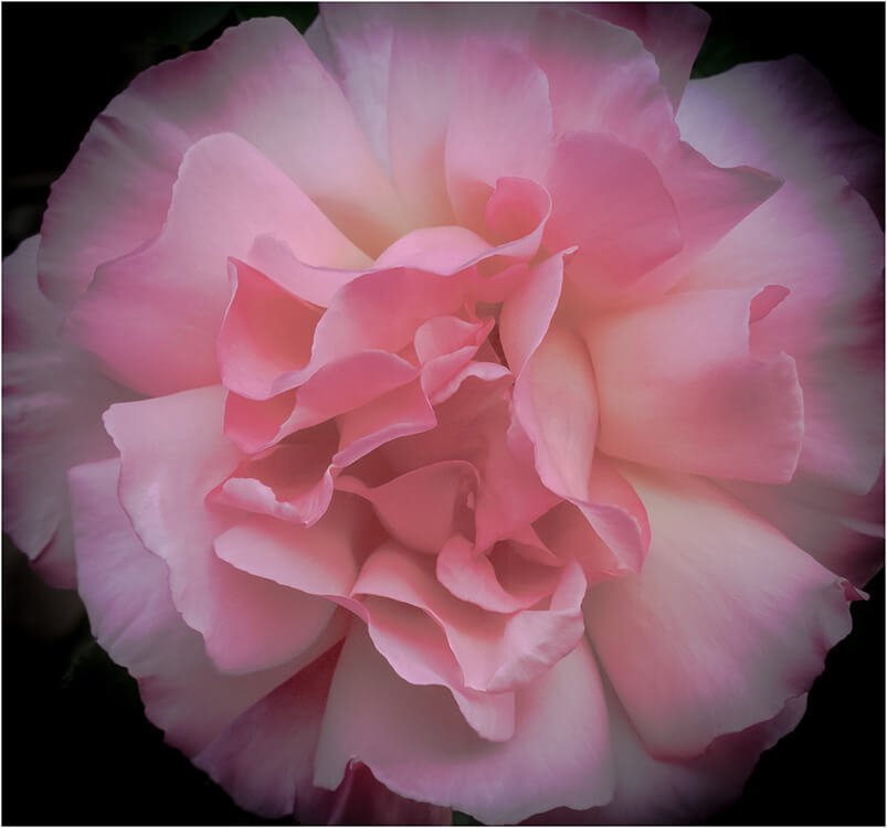 Photocraft Camera Club - Summer Rose by Barbara A