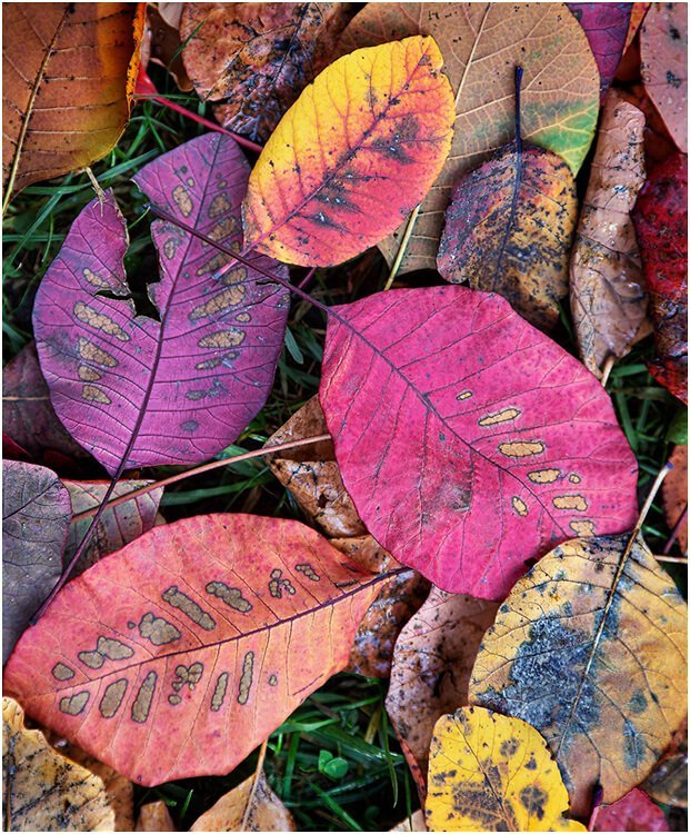 Photocraft Camera Club - Discarded solar panels (Cotinus) by David P