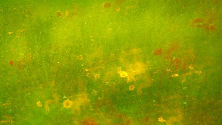 Brian Connolly Open Spring Meadow Colours 9