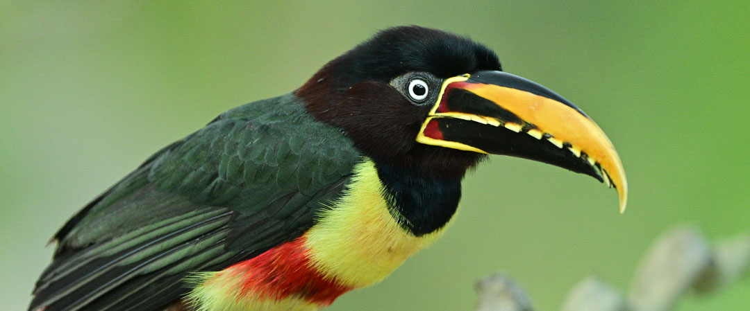 The Pantanal, a talk by Clive Duncan.