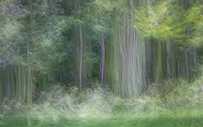 STEPHANIE JOHNSON – A TALK ON INTENTIONAL CAMERA MOVEMENT (ICM)